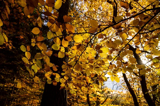 Gold im Geäst – In den Wäldern