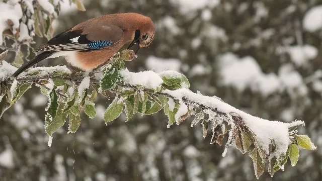 Wintervorrat – Über die Wiesen