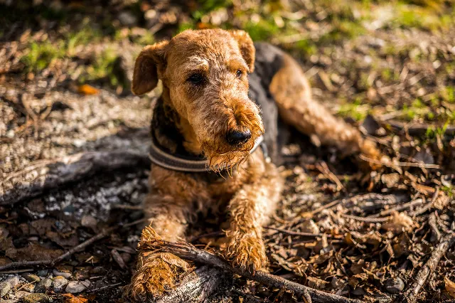 Auf dem Weg mit dir – Über die Wiesen
