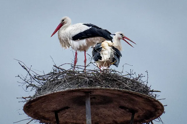 Störchennest – In den Lüften