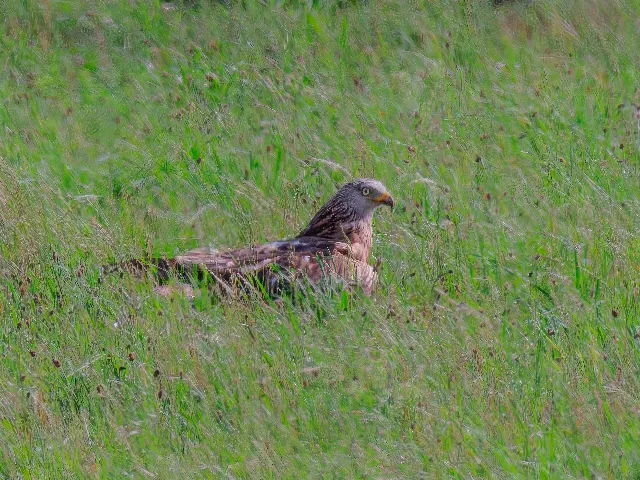 Ein Ruf im Feld – Über die Wiesen