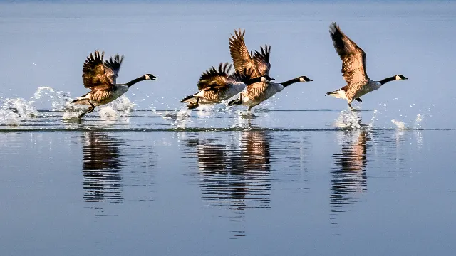 Wildgänse – In den Lüften