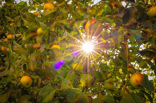 Apfelernte im Gegenlicht – Über die Wiesen