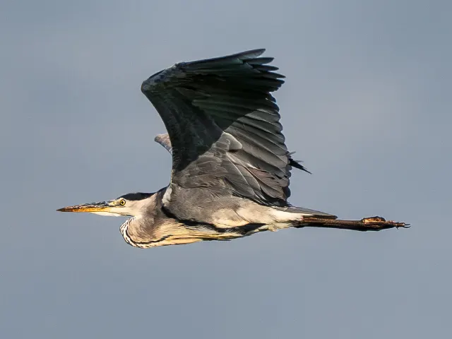 Im Gleitflug – In den Lüften