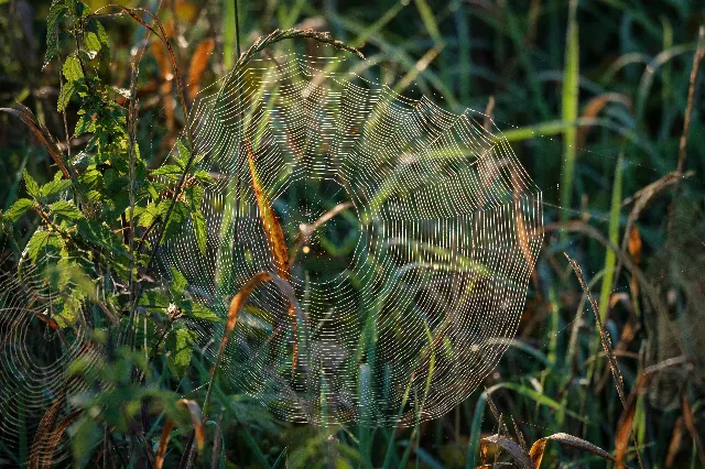Silberfäden am Morgen – Über die Wiesen