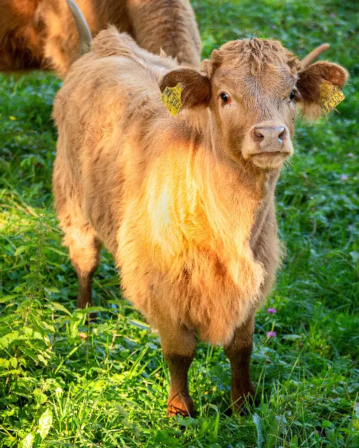 Im Aubachtal – Über die Wiesen