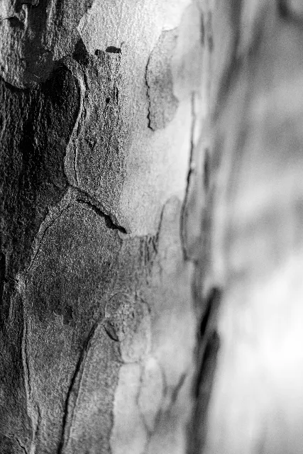 Rinde der Zeit – In den Wäldern