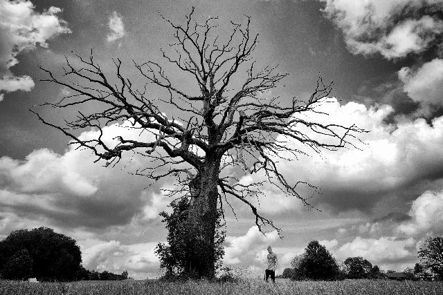 Was der Blitz ließ – In den Wäldern