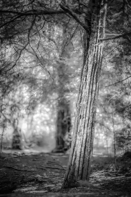 Eibe im Stillen – In den Wäldern