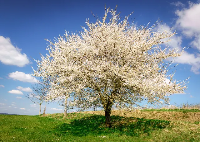 Zur Osterblüte in Breitbrunn – Über die Wiesen