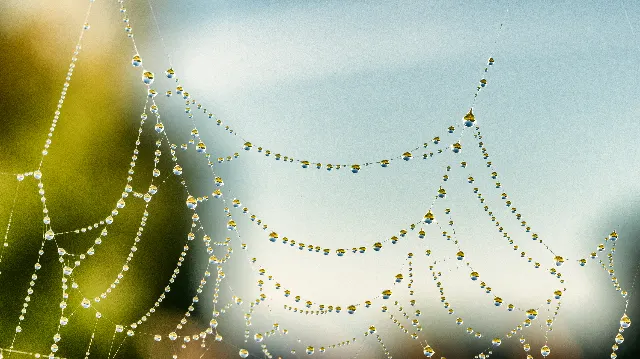 Tropfenzeit – Über die Wiesen