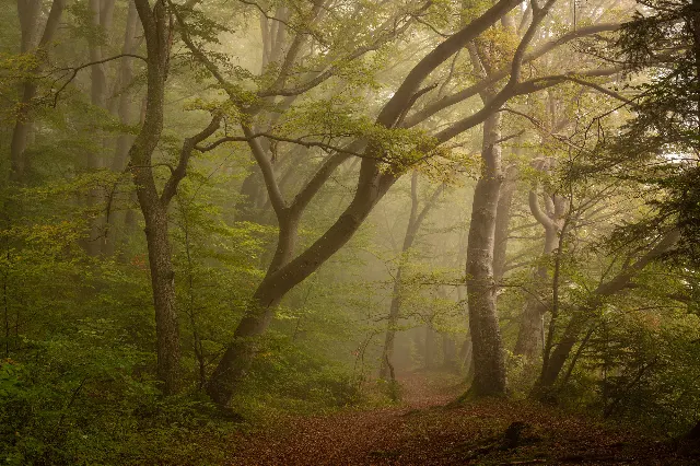 Wo der Morgen leise beginnt – In den Wäldern