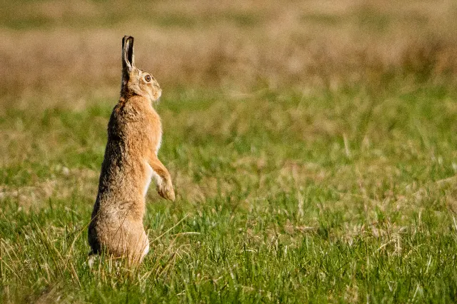 Ein Sprung in die Stille – Über die Wiesen