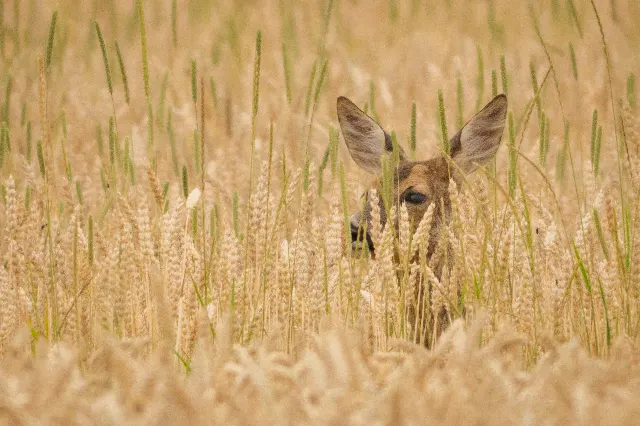 Leise Begegnung – Über die Wiesen