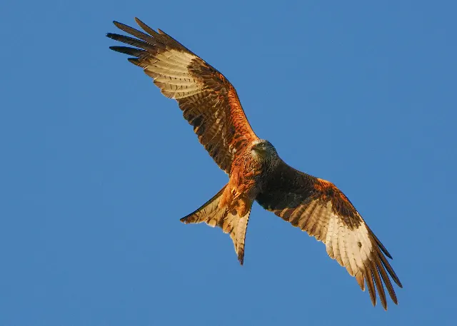 Im Wind – In den Lüften