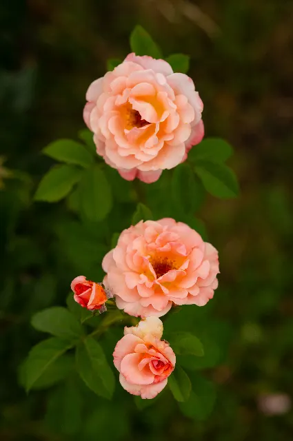 IM Andenken – Über die Wiesen