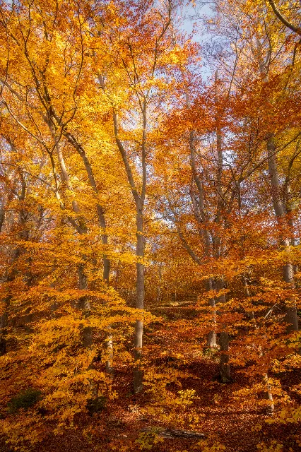 Ein Herbst der bleibt – In den Wäldern