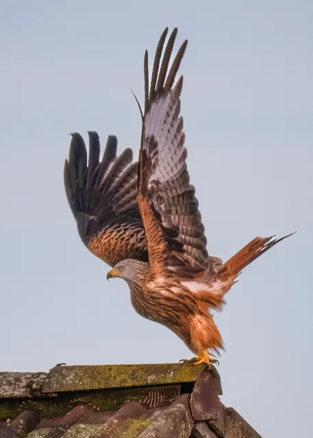 Aufbruch am Dachfirst – In den Lüften
