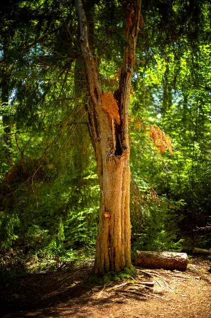 Gold am Stamm – In den Wäldern