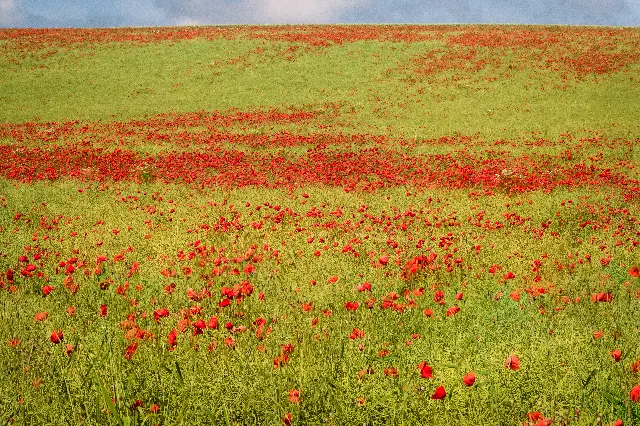 Rot im Grün – Über die Wiesen