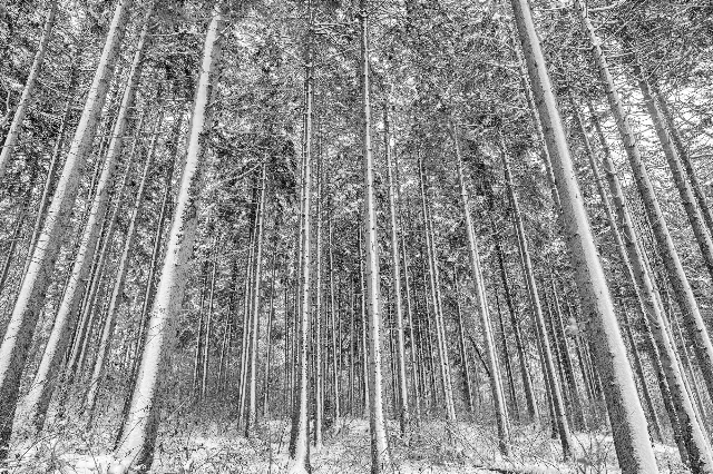 Winterstille – In den Wäldern