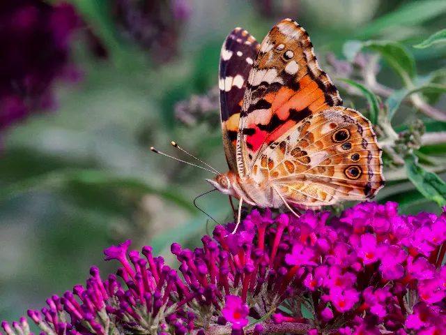 Flügel aus Sommer – Über die Wiesen