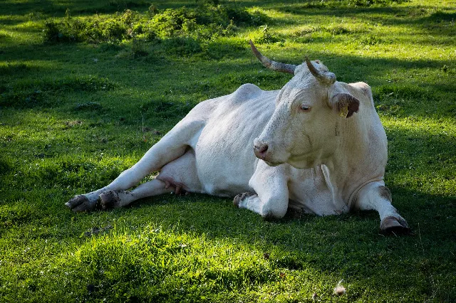 Ein Tag auf dem Land – Über die Wiesen