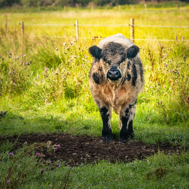 Weidegast – Über die Wiesen