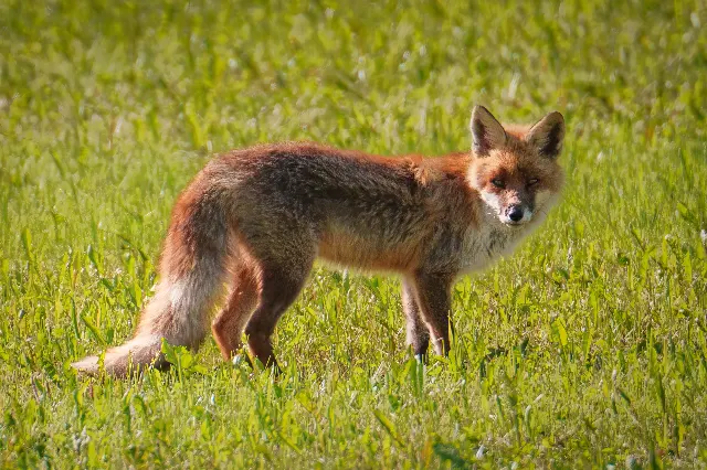 Waldgeist auf leisen Pfoten – Über die Wiesen