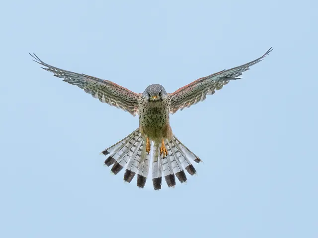 Im Rüttelflug – In den Lüften