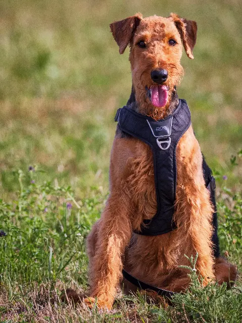 Lotte voller Leben – Über die Wiesen