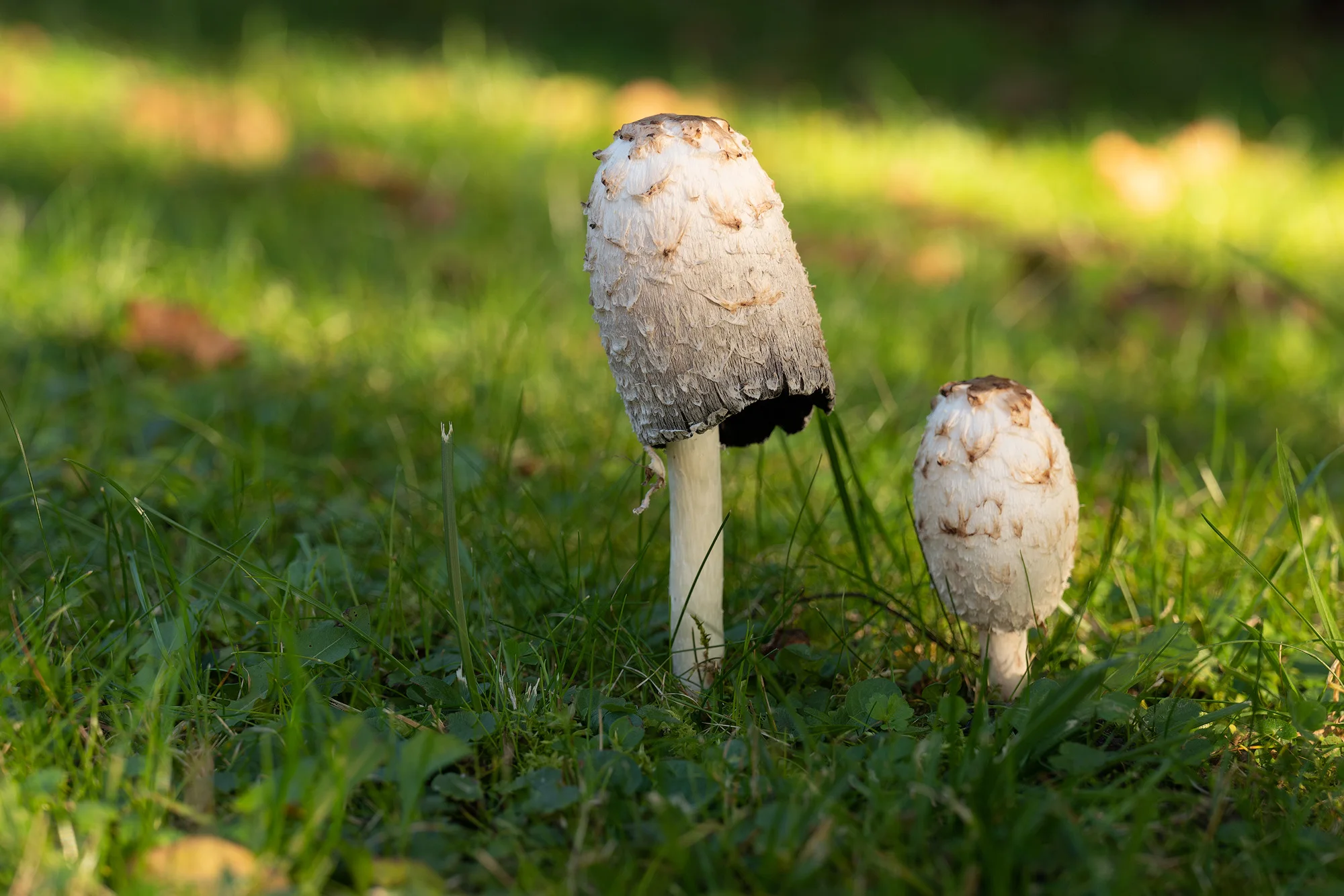 Kleine Welten im Gras – Über die Wiesen