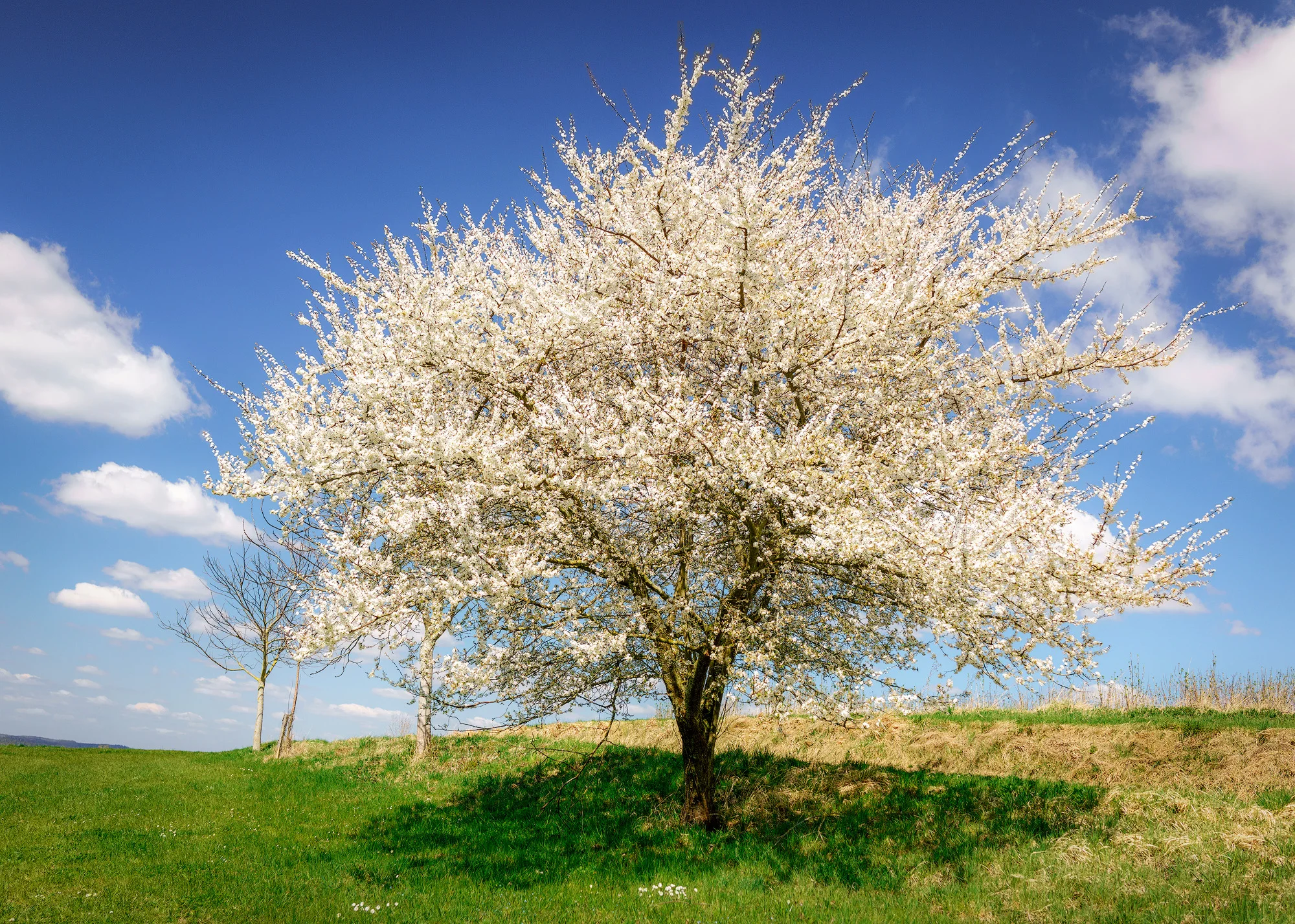 Zur Osterblüte in Breitbrunn – Über die Wiesen