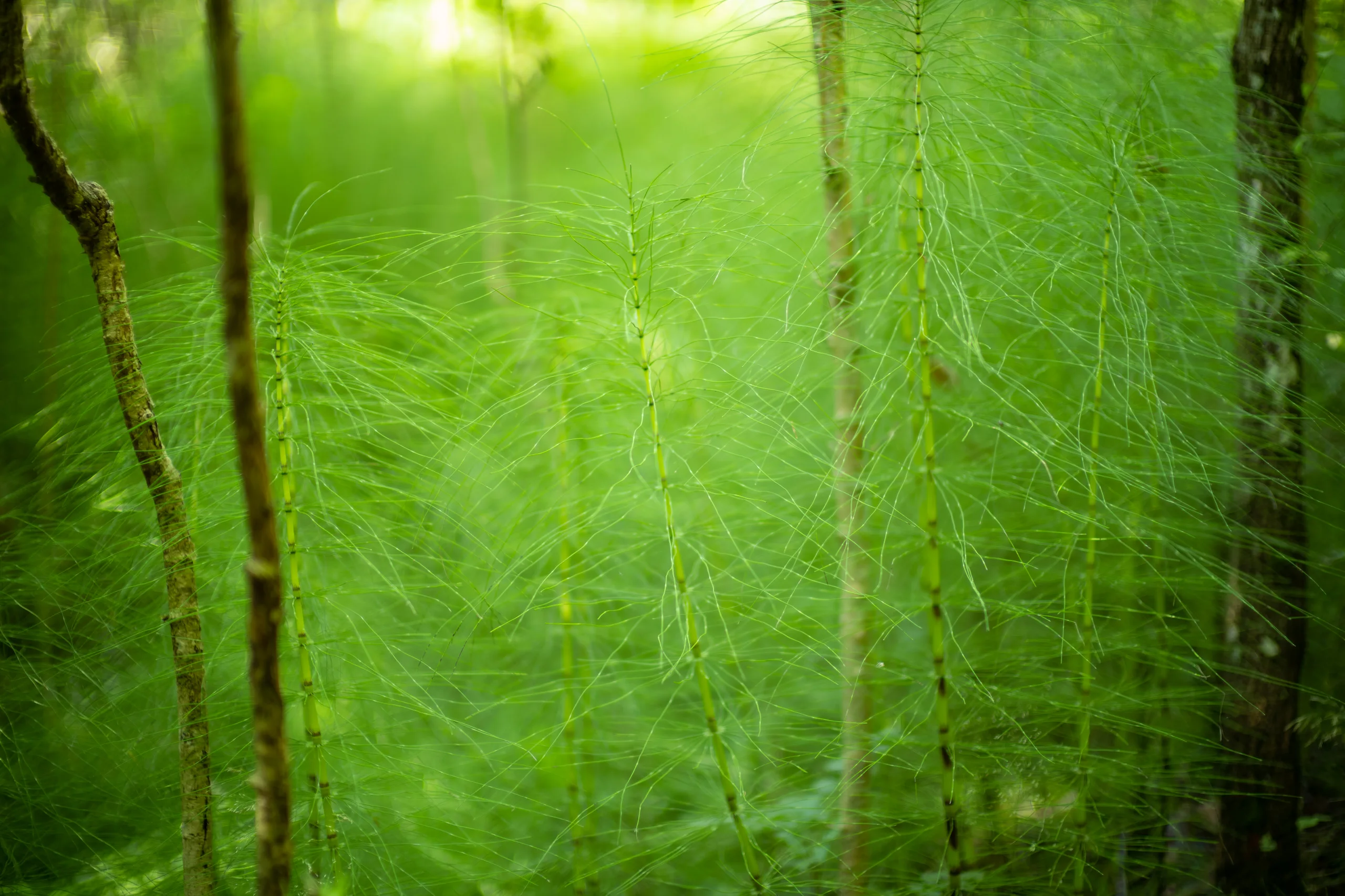 Grünes Flüstern – In den Wäldern