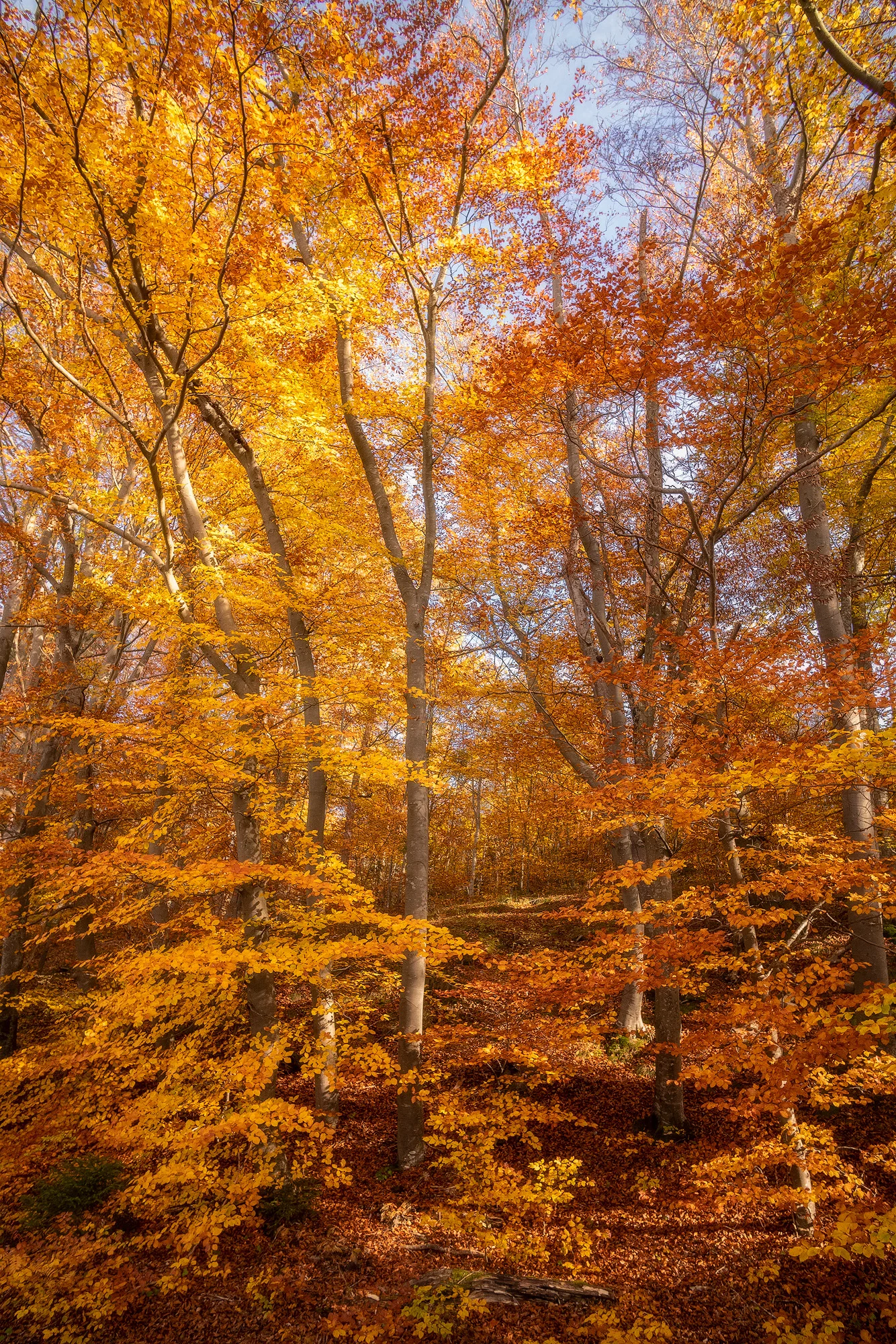 Ein Herbst der bleibt – In den Wäldern