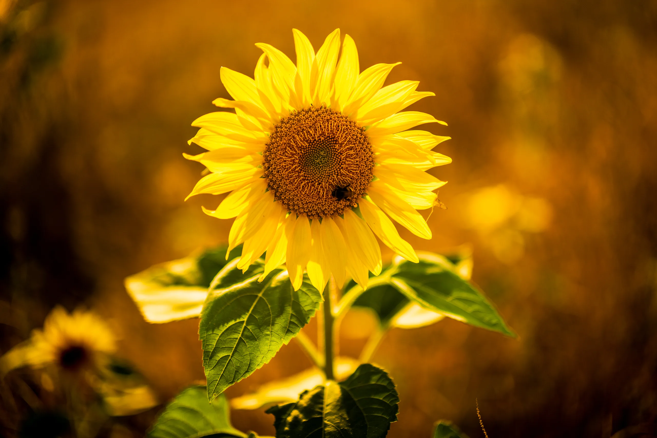 Zur Sonne hin – Über die Wiesen